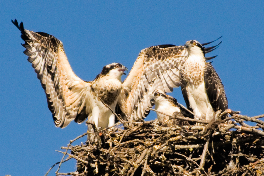 Osprey family in nest near Harrison Idaho