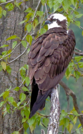 Osprey near Harrison Idaho