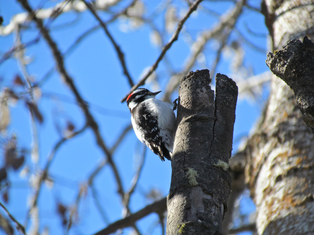 Downy woodpecker - watch birds in Harrison ID