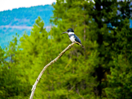 Kingfisher - birders love Harrison Idaho